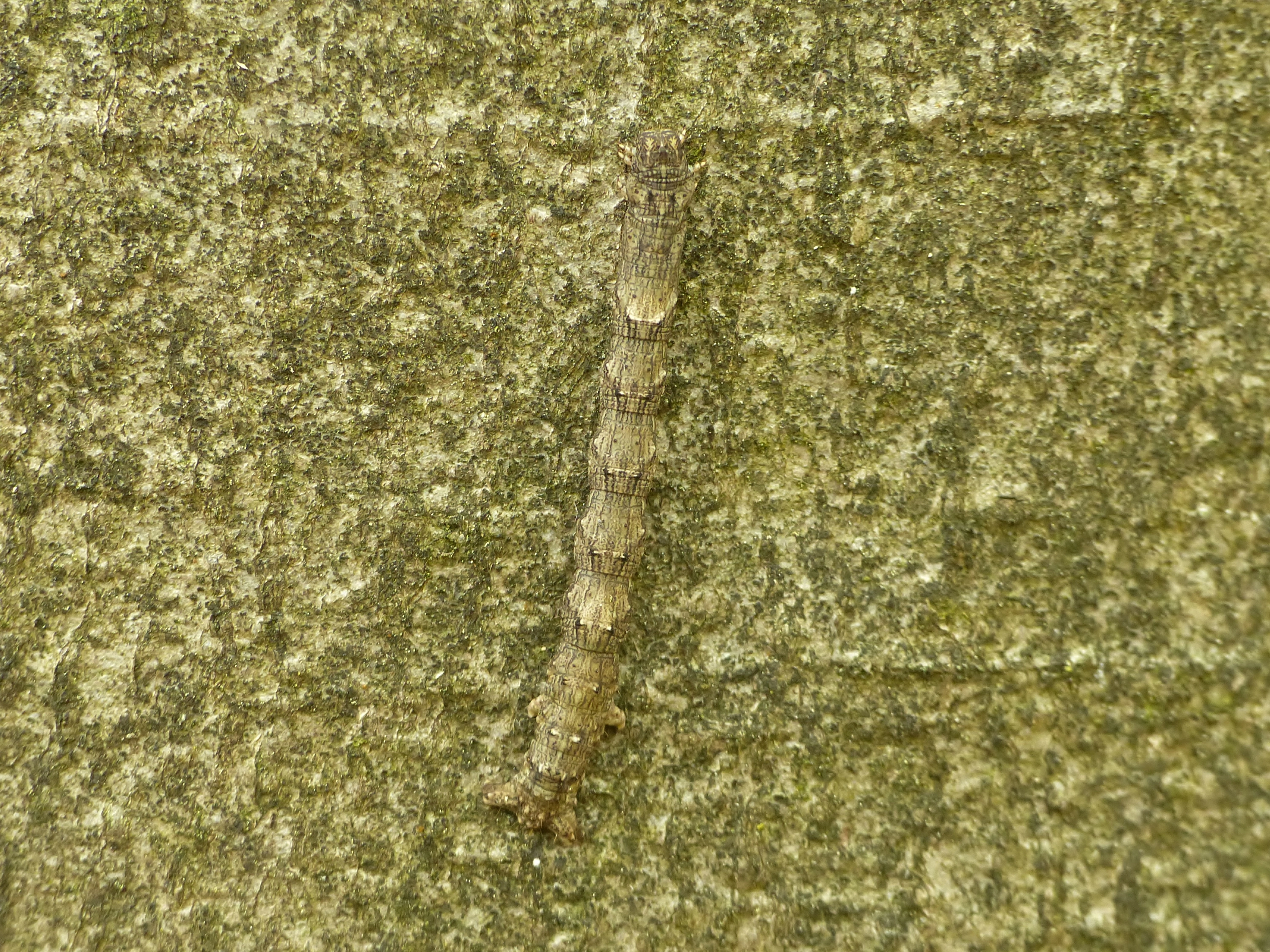 Satijnen spikkelspanner, Miranda van Rijn, Ede Planken Wambuis , 03 05 2018.jpg